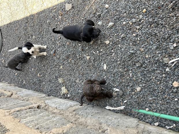 1-3 months Male Purebred Cocker Spaniel - thumbnail 6