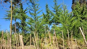 One Acre for Sale in Kaptagat - thumbnail 2