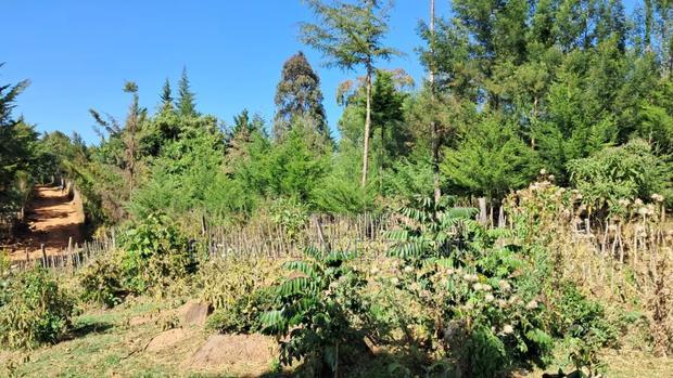 One Acre for Sale in Kaptagat - thumbnail 4