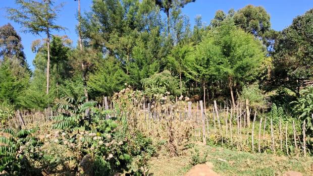 One Acre for Sale in Kaptagat - thumbnail 6