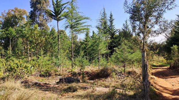 One Acre for Sale in Kaptagat - thumbnail 7