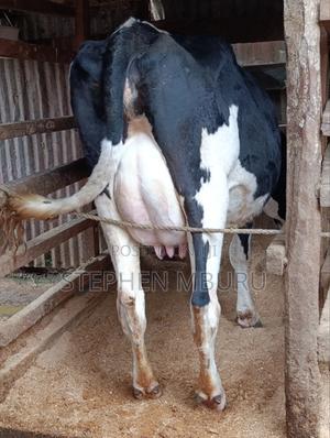 Pedigree Freshian - thumbnail 2