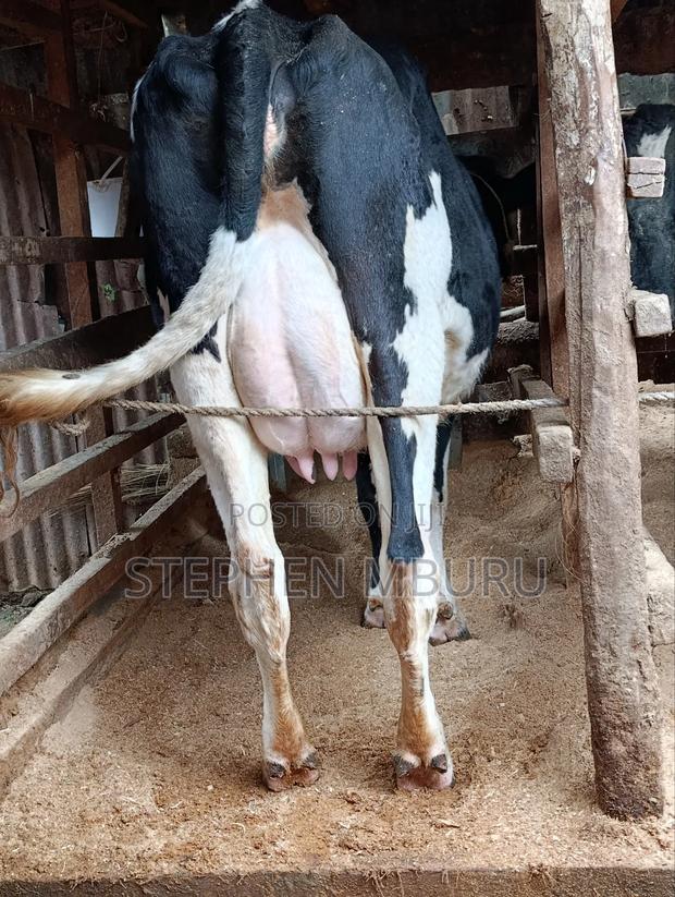 Pedigree Freshian - thumbnail 3