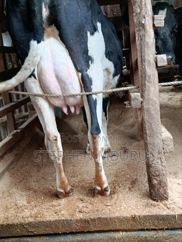 Pedigree Freshian - thumbnail 4