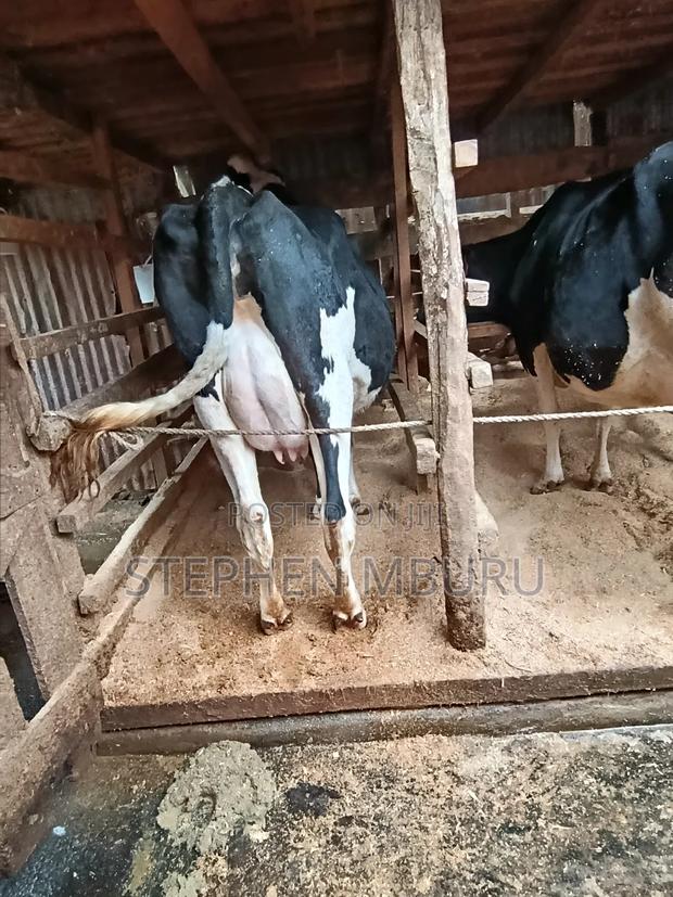 Pedigree Freshian - thumbnail 5