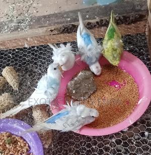 Flower Budgies - main view