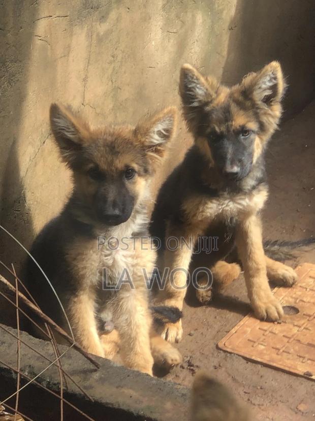 3-6 months Male Purebred German Shepherd - thumbnail 9