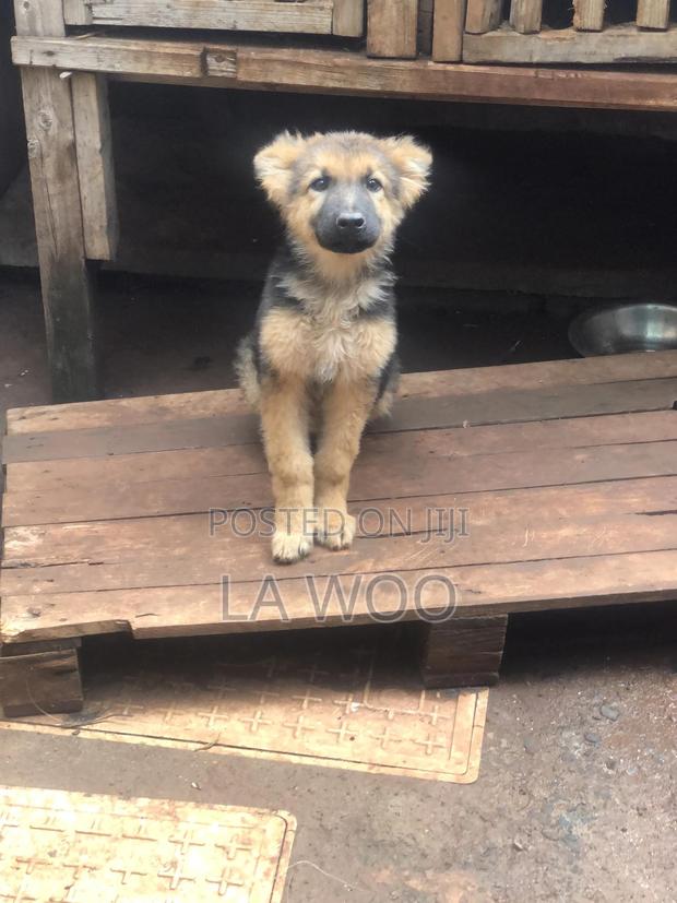 3-6 months Male Purebred German Shepherd - thumbnail 3