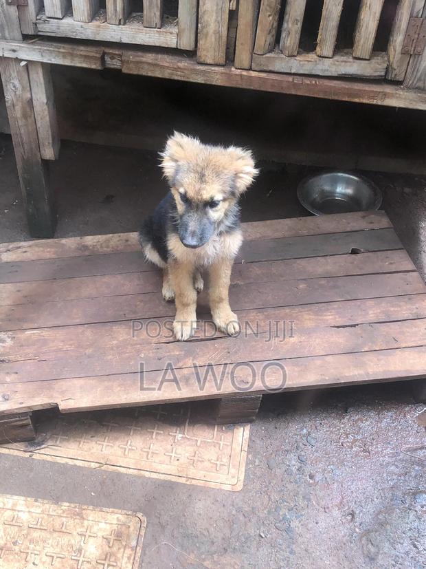 3-6 months Male Purebred German Shepherd - thumbnail 5