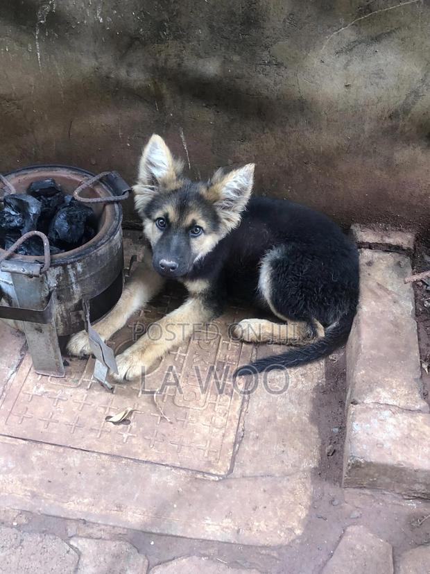 3-6 months Male Purebred German Shepherd - thumbnail 10