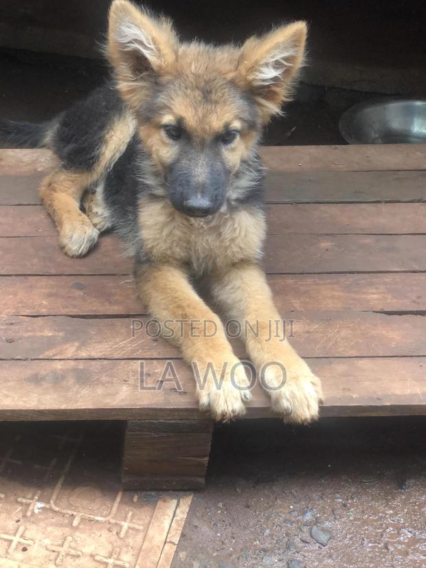 3-6 months Male Purebred German Shepherd - thumbnail 12