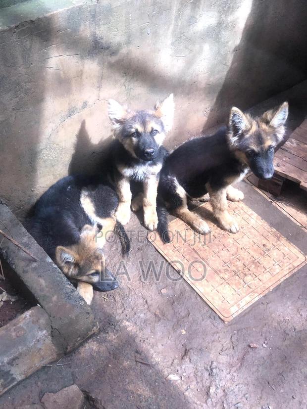 3-6 months Male Purebred German Shepherd - thumbnail 7