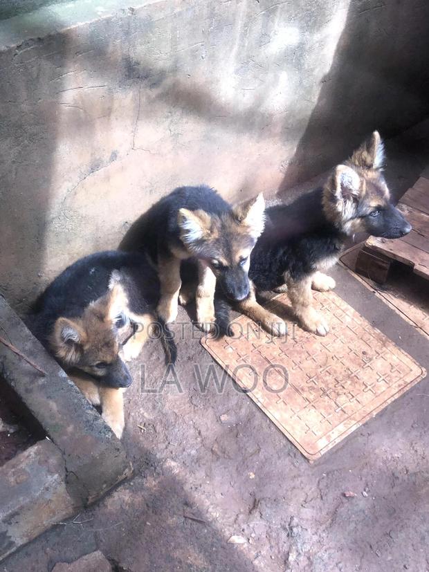3-6 months Male Purebred German Shepherd - thumbnail 8