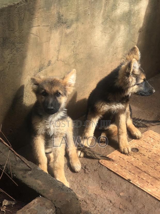 3-6 months Male Purebred German Shepherd - thumbnail 11