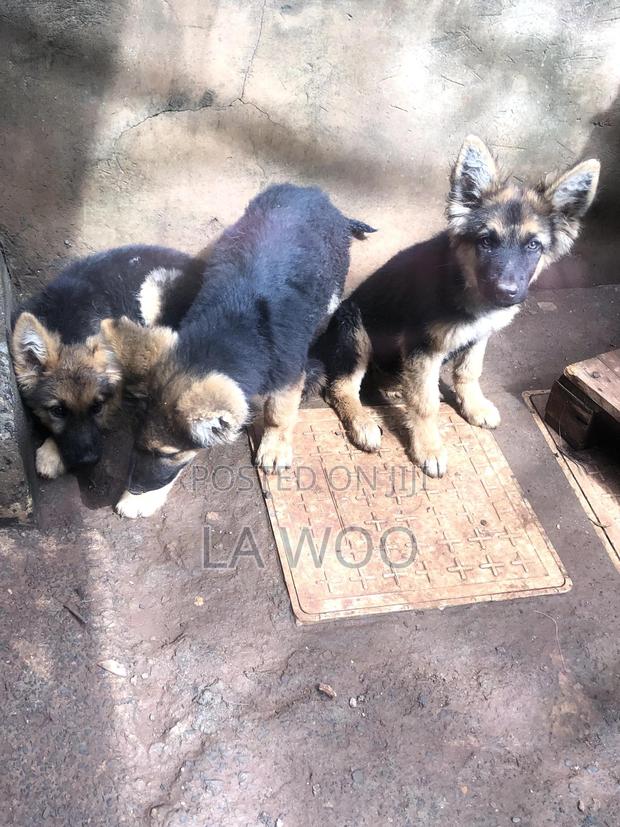 3-6 months Male Purebred German Shepherd - thumbnail 6
