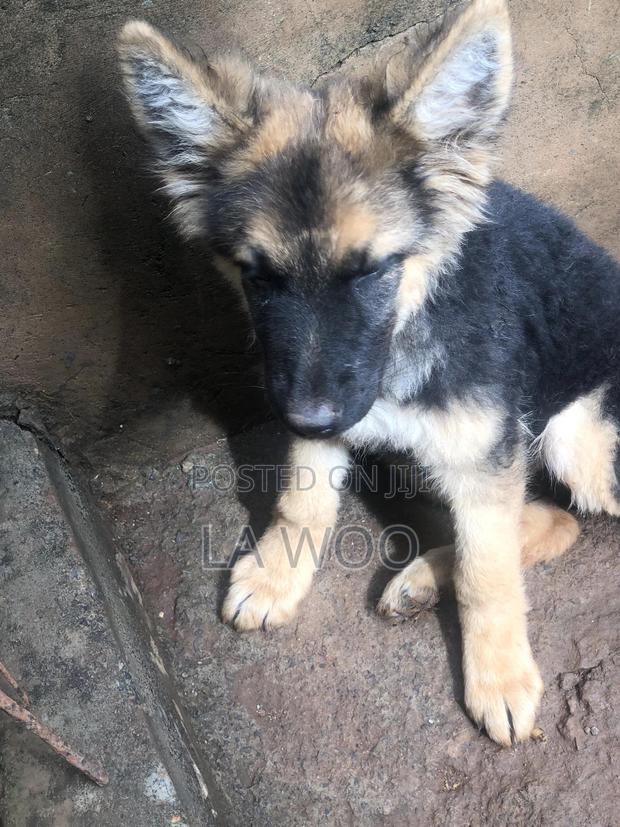 3-6 months Male Purebred German Shepherd - main view
