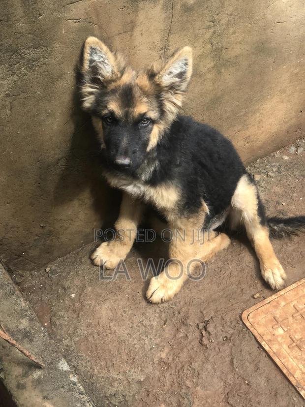 3-6 months Male Purebred German Shepherd - thumbnail 4