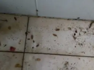 On-Time Commercial Kitchen Cockroach Fumigators