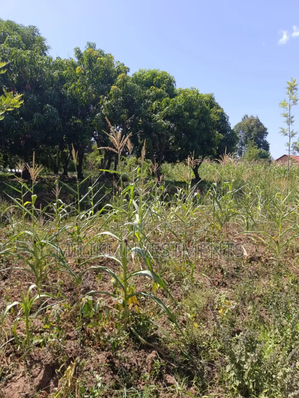 1.75 Acres on Sale at Makuyu