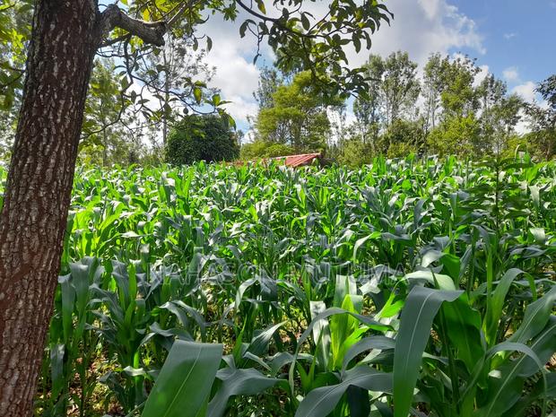 1/8 Acre Plot for Sale in Kirige - thumbnail 3