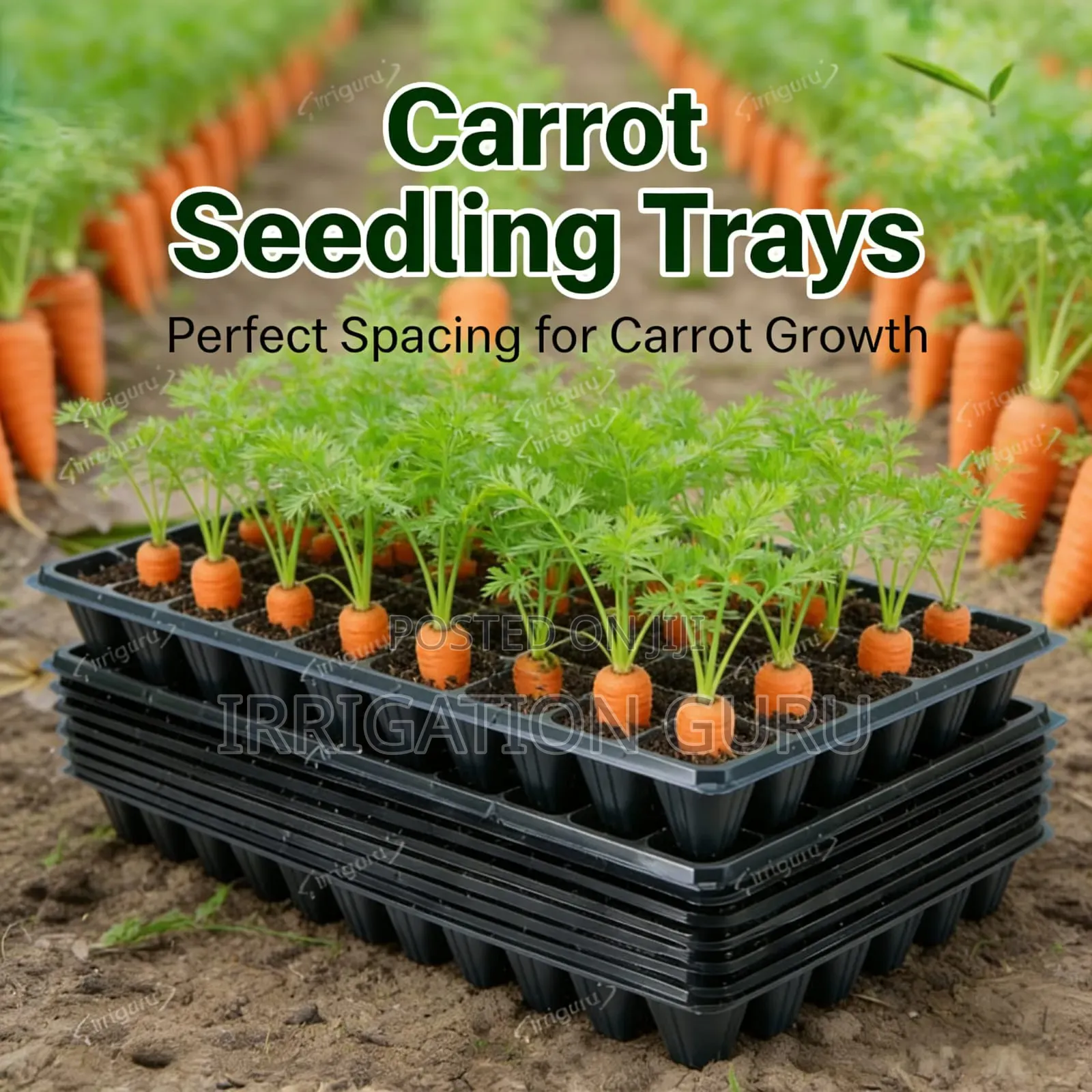 Carrot Tray For Plantation