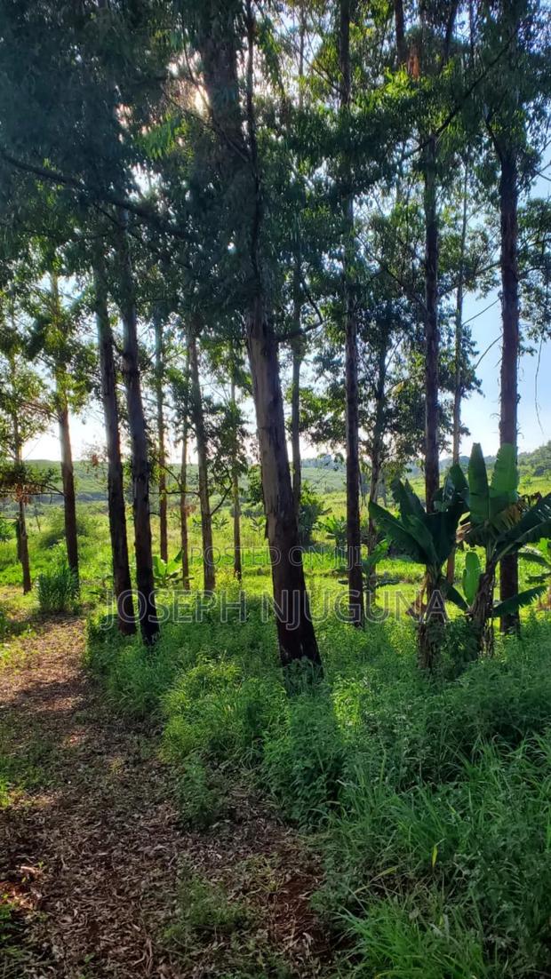 Banana Njiku Land - main view