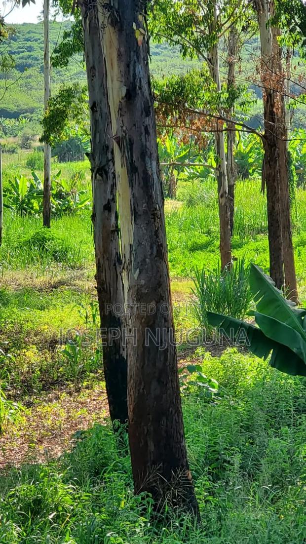 Banana Njiku Land - thumbnail 2