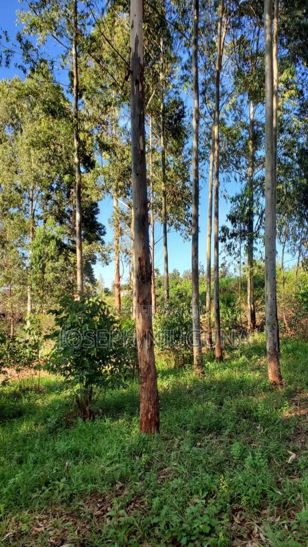 Banana Njiku Land - thumbnail 3