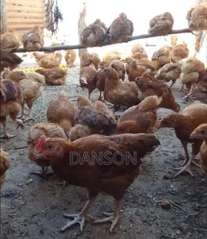 Sasso Chicken - main view