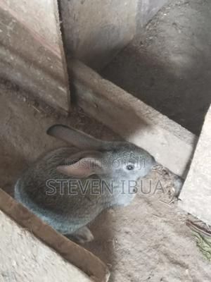 Rabbits for Sale - thumbnail 2