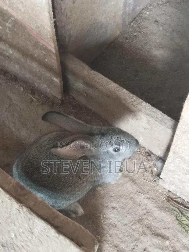 Rabbits for Sale - main view