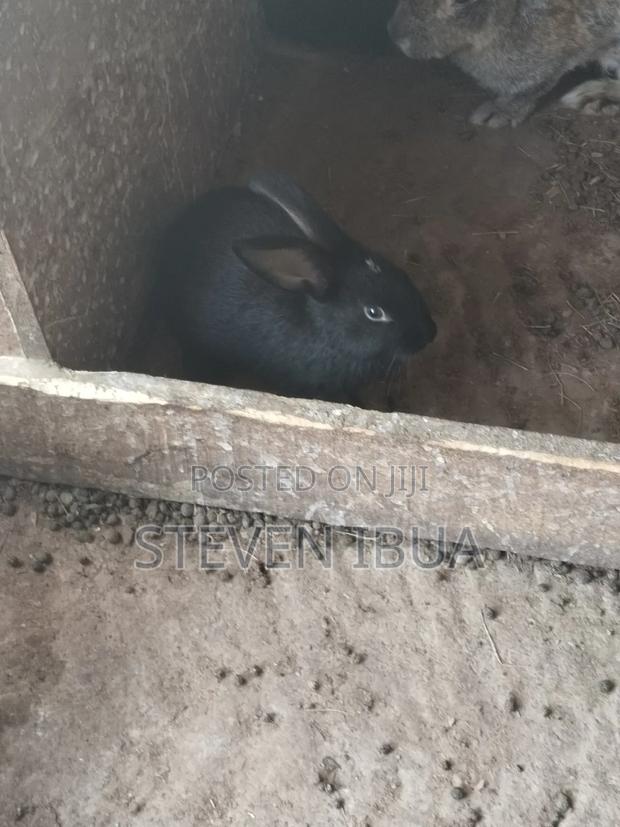 Rabbits for Sale - thumbnail 3
