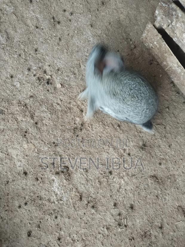 Rabbits for Sale - thumbnail 4