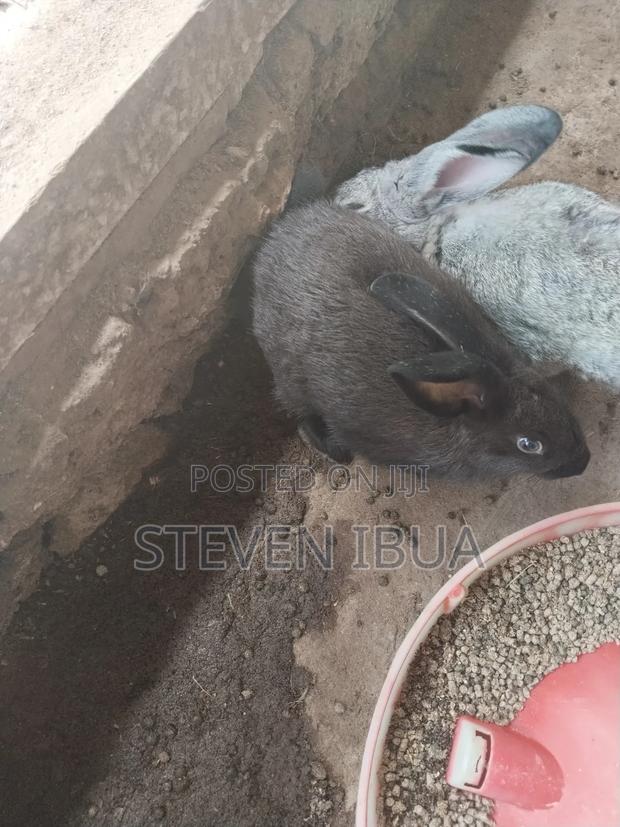 Rabbits for Sale - thumbnail 5