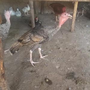 Turkeys Poults - main view