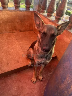 6-12 months Female Purebred Belgian Malinois