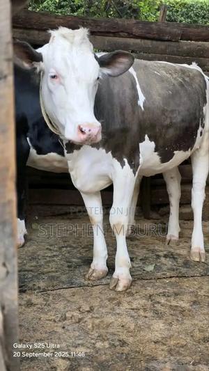 Giant Fleckview Incalf Heifer - thumbnail 2