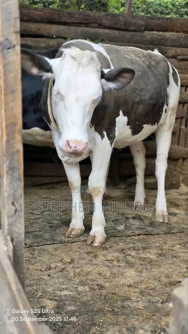 Giant Fleckview Incalf Heifer - thumbnail 3