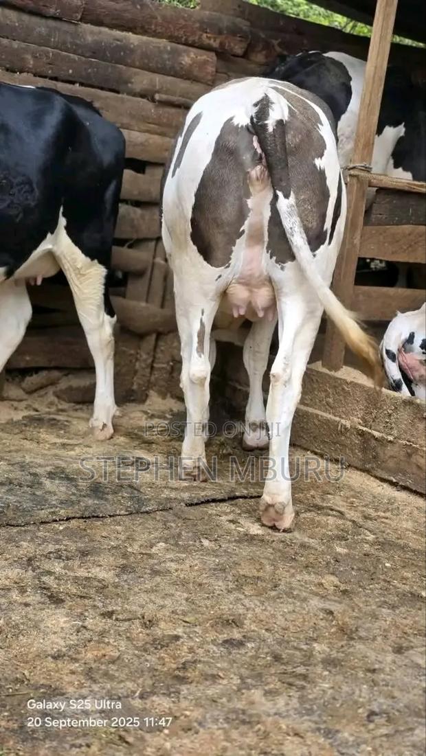 Giant Fleckview Incalf Heifer - thumbnail 4