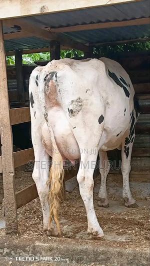 Pure Pedigree Hostein - thumbnail 2