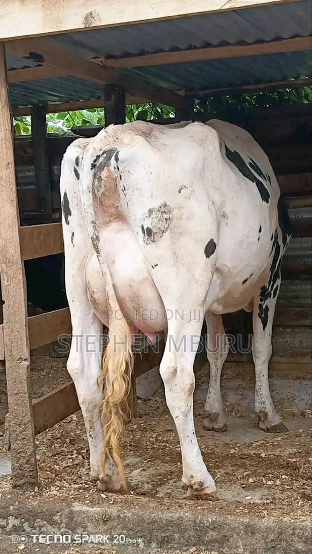 Pure Pedigree Hostein - main view