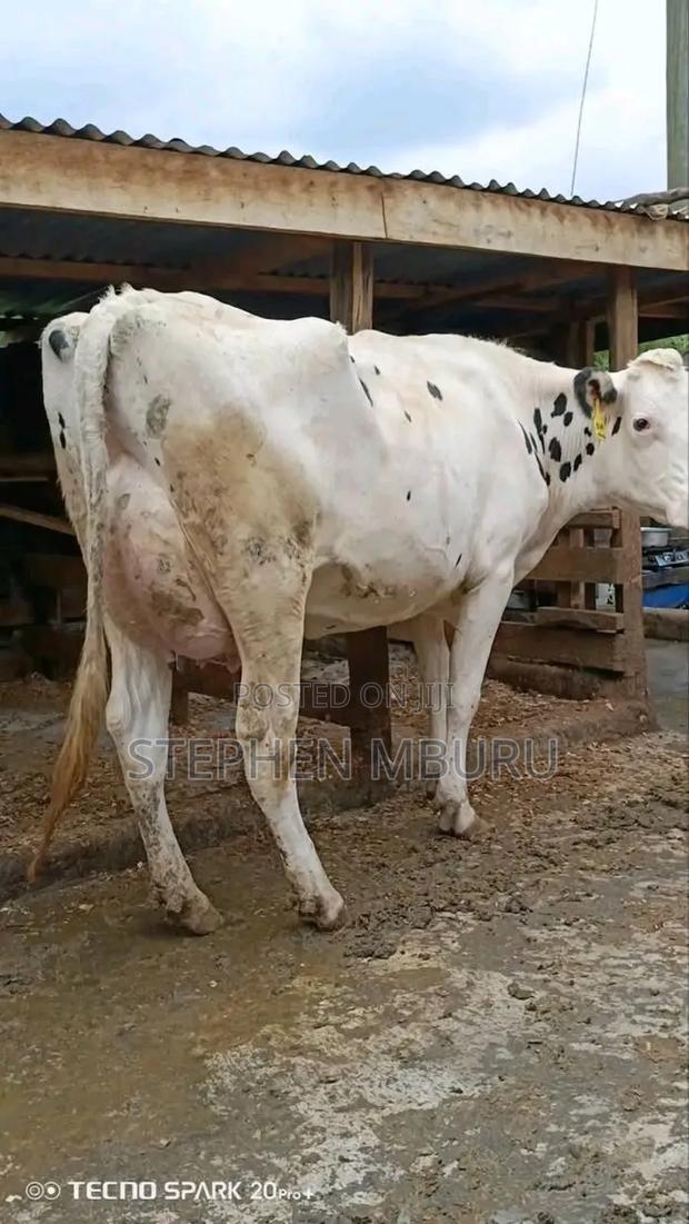 Pure Pedigree Hostein - thumbnail 3