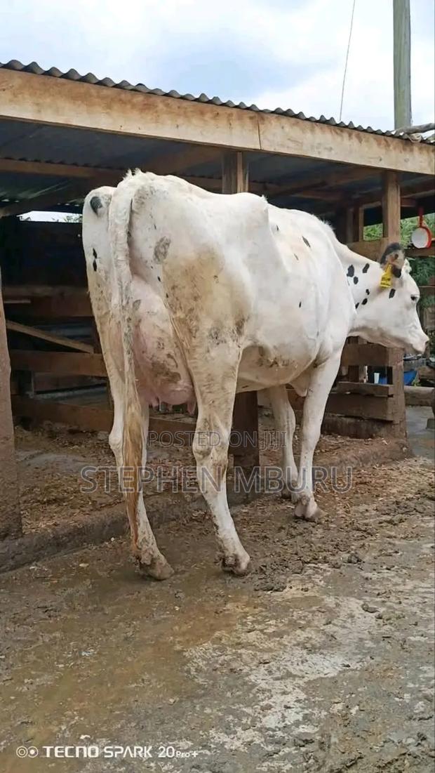 Pure Pedigree Hostein - thumbnail 4