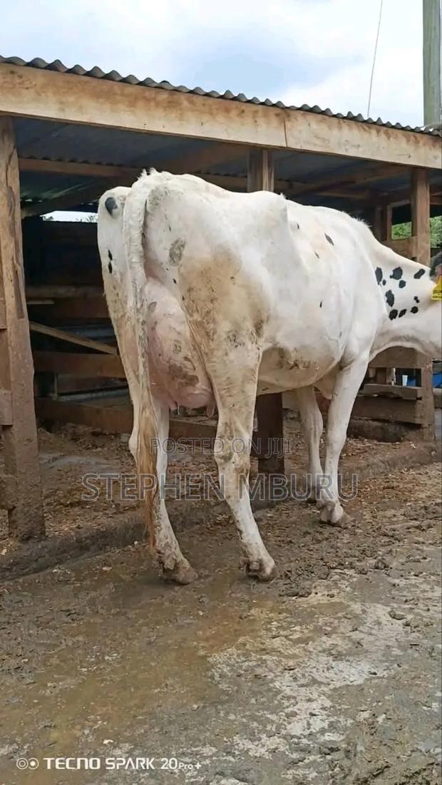 Pure Pedigree Hostein - thumbnail 5