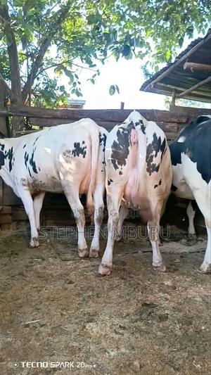 Super Giant Incalf Heifers
