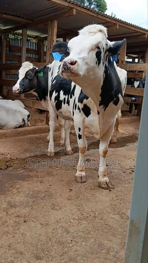 Pedigree Incalf Heifer - thumbnail 2