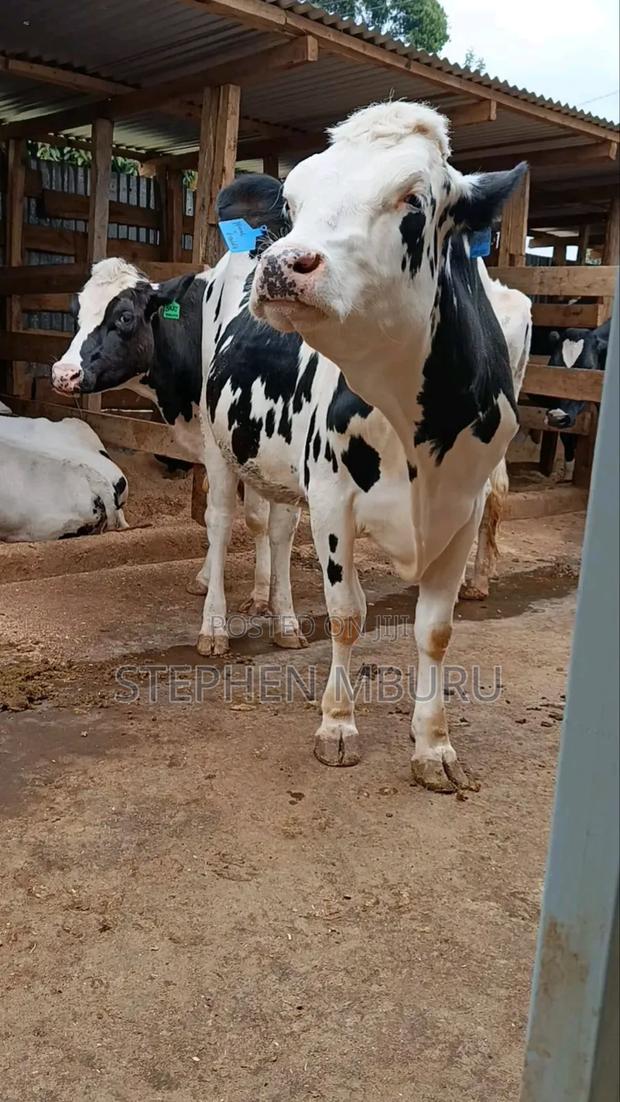 Pedigree Incalf Heifer - main view