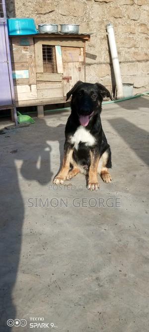 3-6 months Male Purebred German Shepherd - thumbnail 2