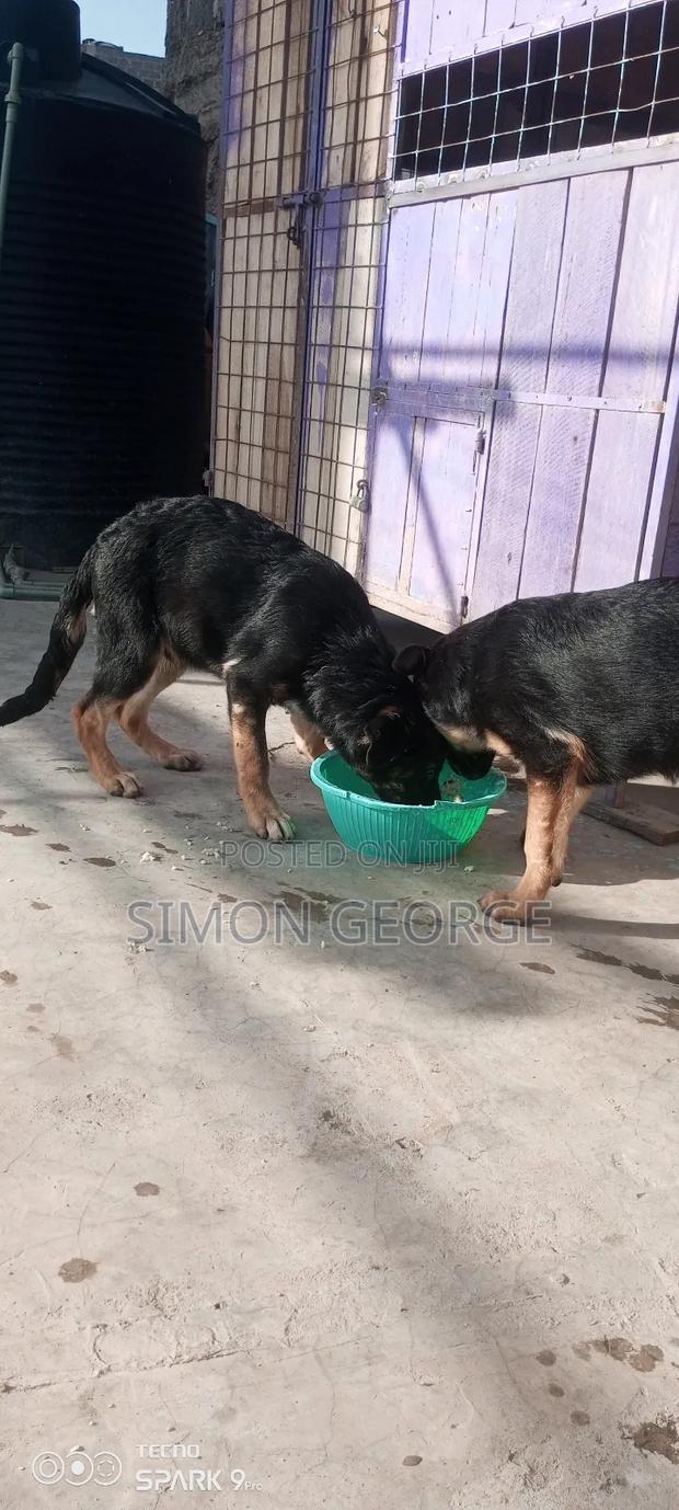 3-6 months Male Purebred German Shepherd - thumbnail 3