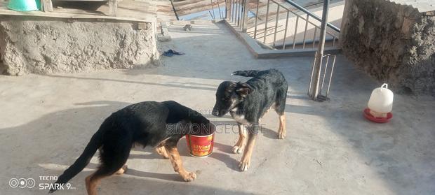 3-6 months Male Purebred German Shepherd - thumbnail 4